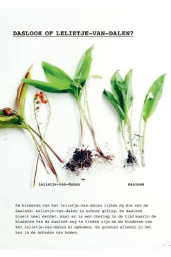 Lannoo Boek Meer Wildplukken - Eetbare Geneeskrachtige Planten & Giftige Lookalikes